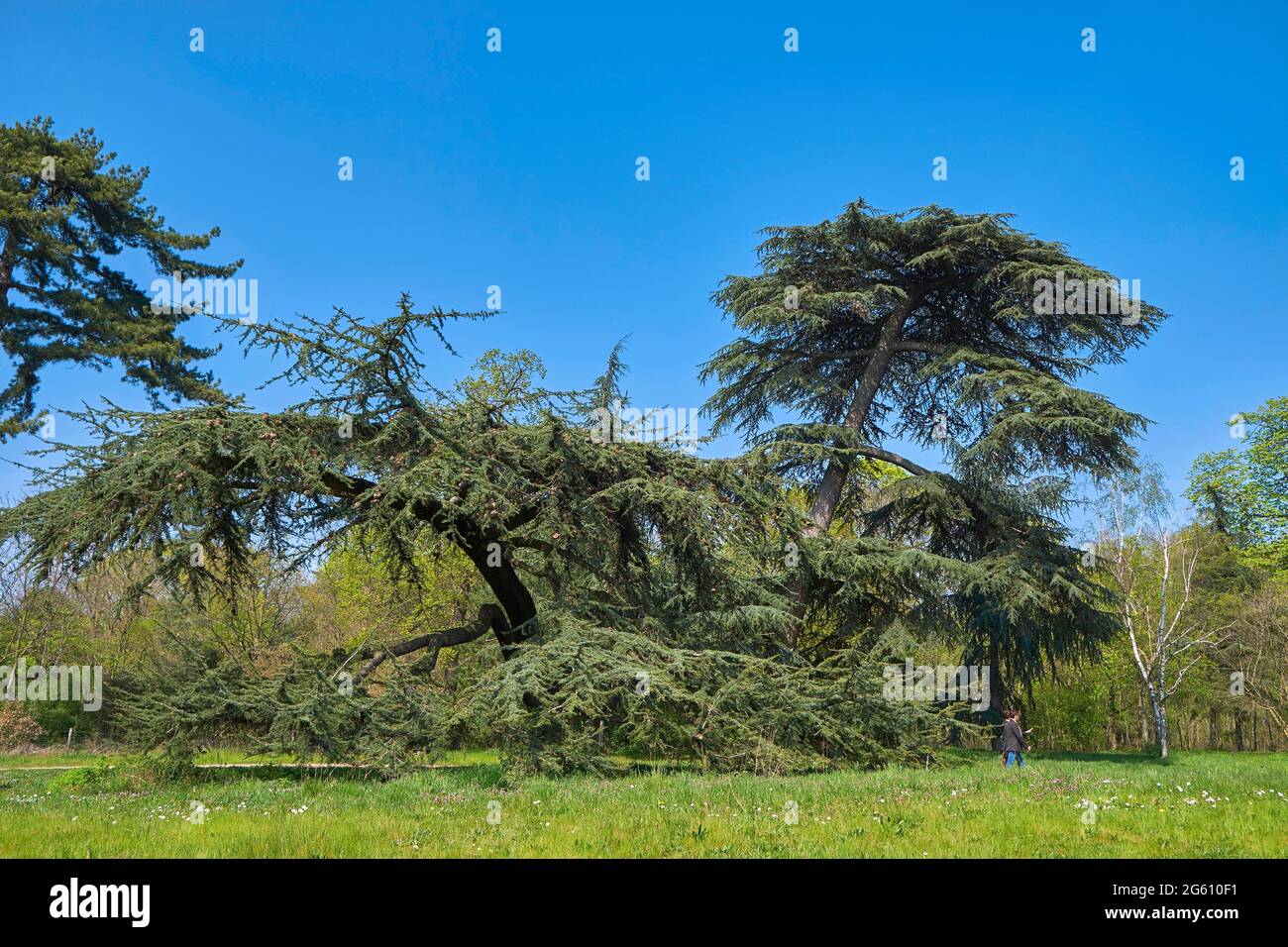France, Paris, Porte d'Auteuil, weeping blue cedar of the Atlas (Cedrus atlantica Glauca Pendula) Stock Photo