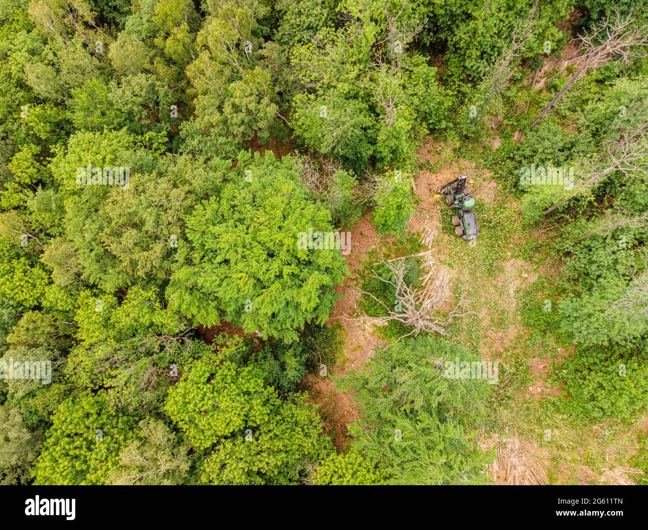 France, Val d'Oise, Montmorency Forest, harvester cutting dead chestnut trees from ink disease (aerial view) Stock Photo