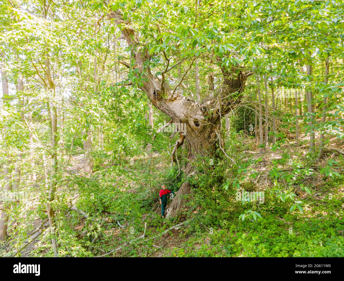 France, Val d'Oise, Montmorency Forest, remarkable chestnut tree aged 400 years, Bethemont la Foret, plot 5 (aerial view) Stock Photo