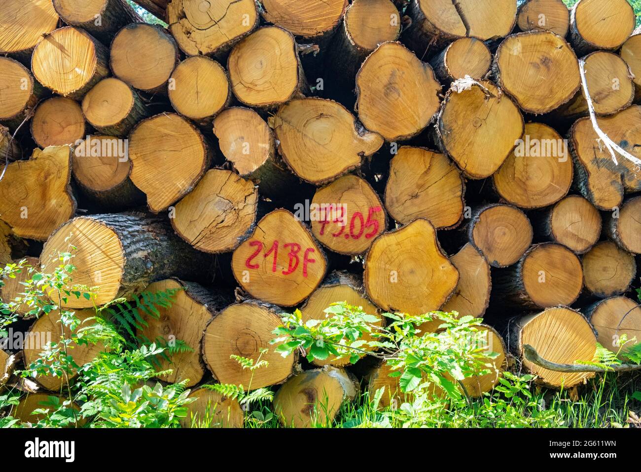 France, Val d'Oise, Montmorency Forest, Chopped chestnut logs, death ...