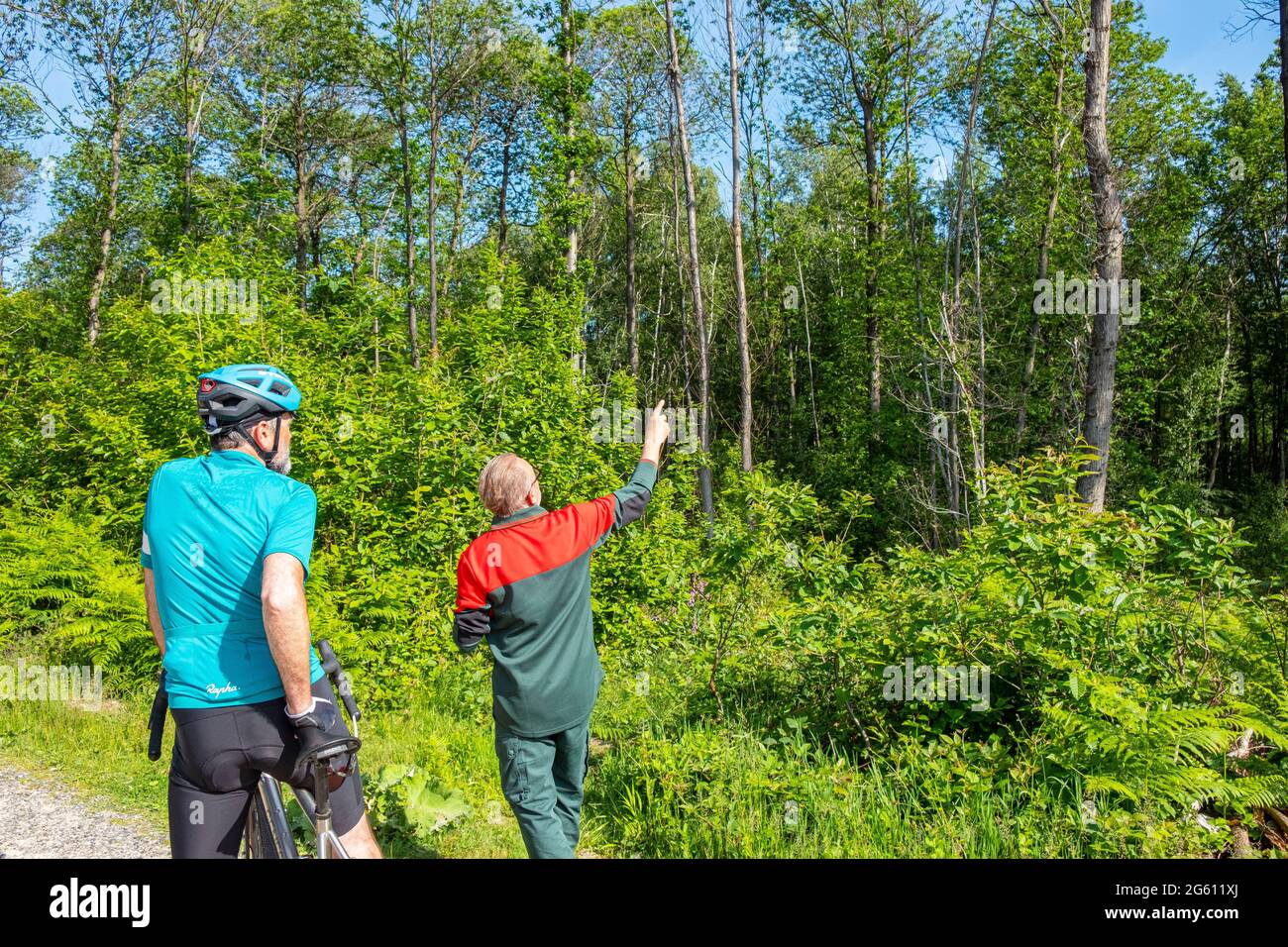 France, Val d'Oise, Montmorency Forest, Dennis Hemmer ONF guide explains to a cyclist the ink disease and the obligation to cut down dead chestnuts Stock Photo