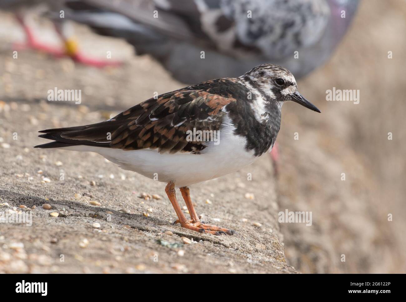 British wading birds hi-res stock photography and images - Alamy