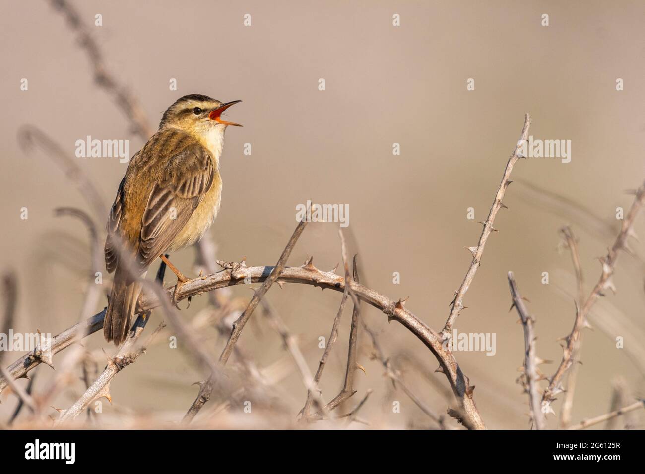 France, Somme (80), Baie de Somme, Cayeux-sur-mer, Le Hâble d'Ault, Sedge Warbler (Acrocephalus schoenobaenus), in spring the males climb to the top of the bushes and sing to attract a female Stock Photo