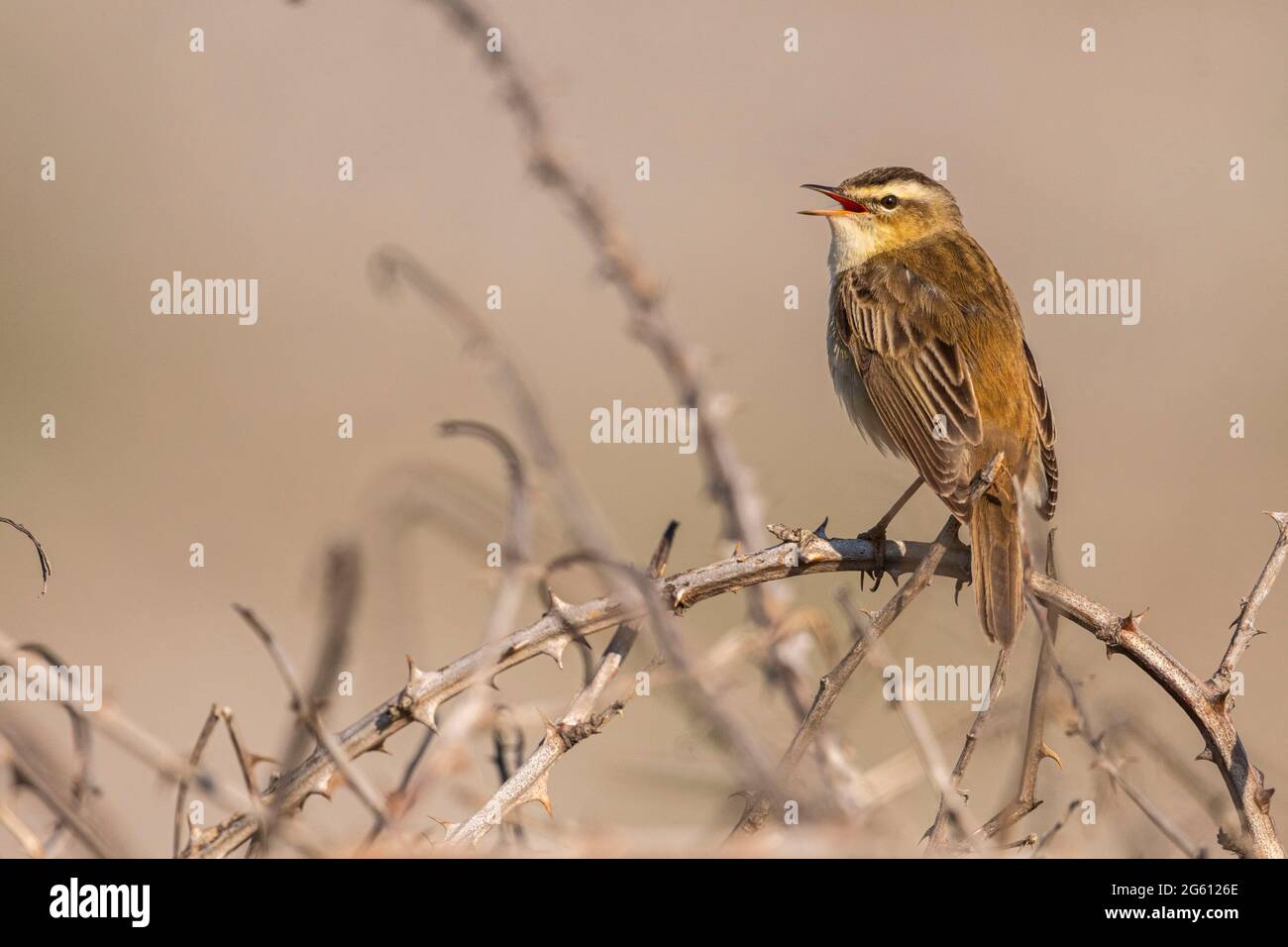 France, Somme (80), Baie de Somme, Cayeux-sur-mer, Le Hâble d'Ault, Sedge Warbler (Acrocephalus schoenobaenus), in spring the males climb to the top of the bushes and sing to attract a female Stock Photo
