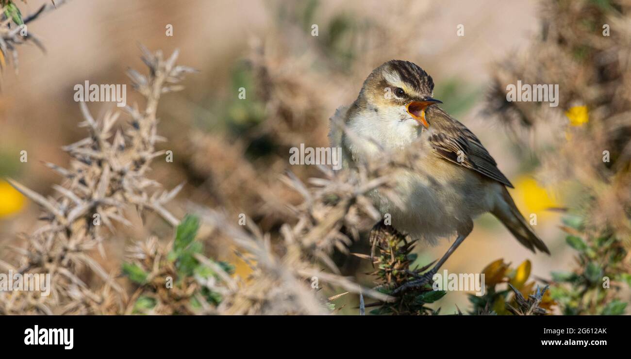 France, Somme (80), Baie de Somme, Cayeux-sur-mer, Le Hâble d'Ault, Sedge Warbler (Acrocephalus schoenobaenus), in spring the males climb to the top of the bushes and sing to attract a female Stock Photo
