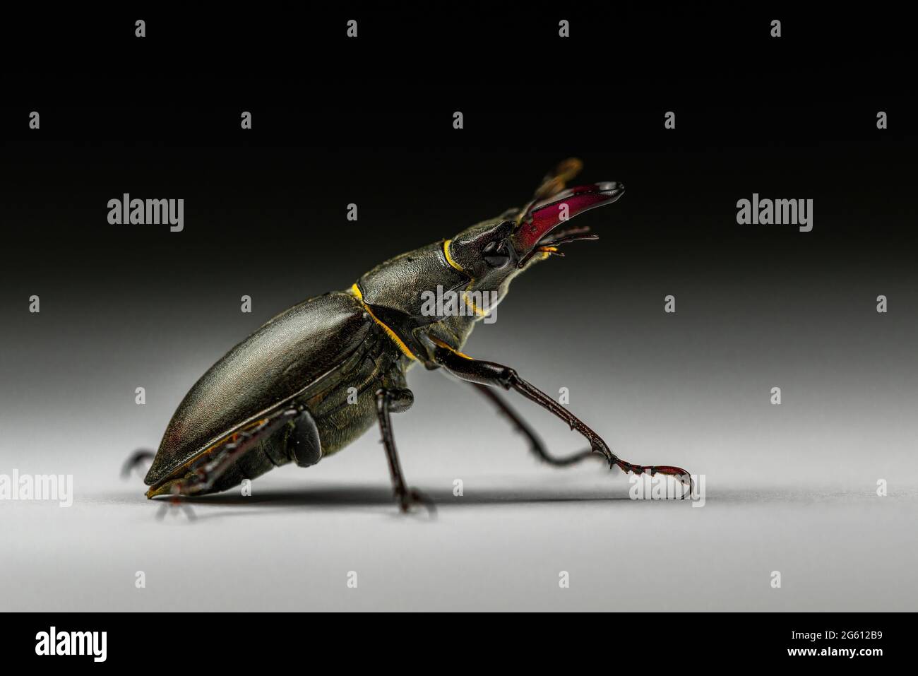 Side view of male European stag beetle (Lucanus cervus) isolated on dark gray and black background. Studio macro photography Stock Photo