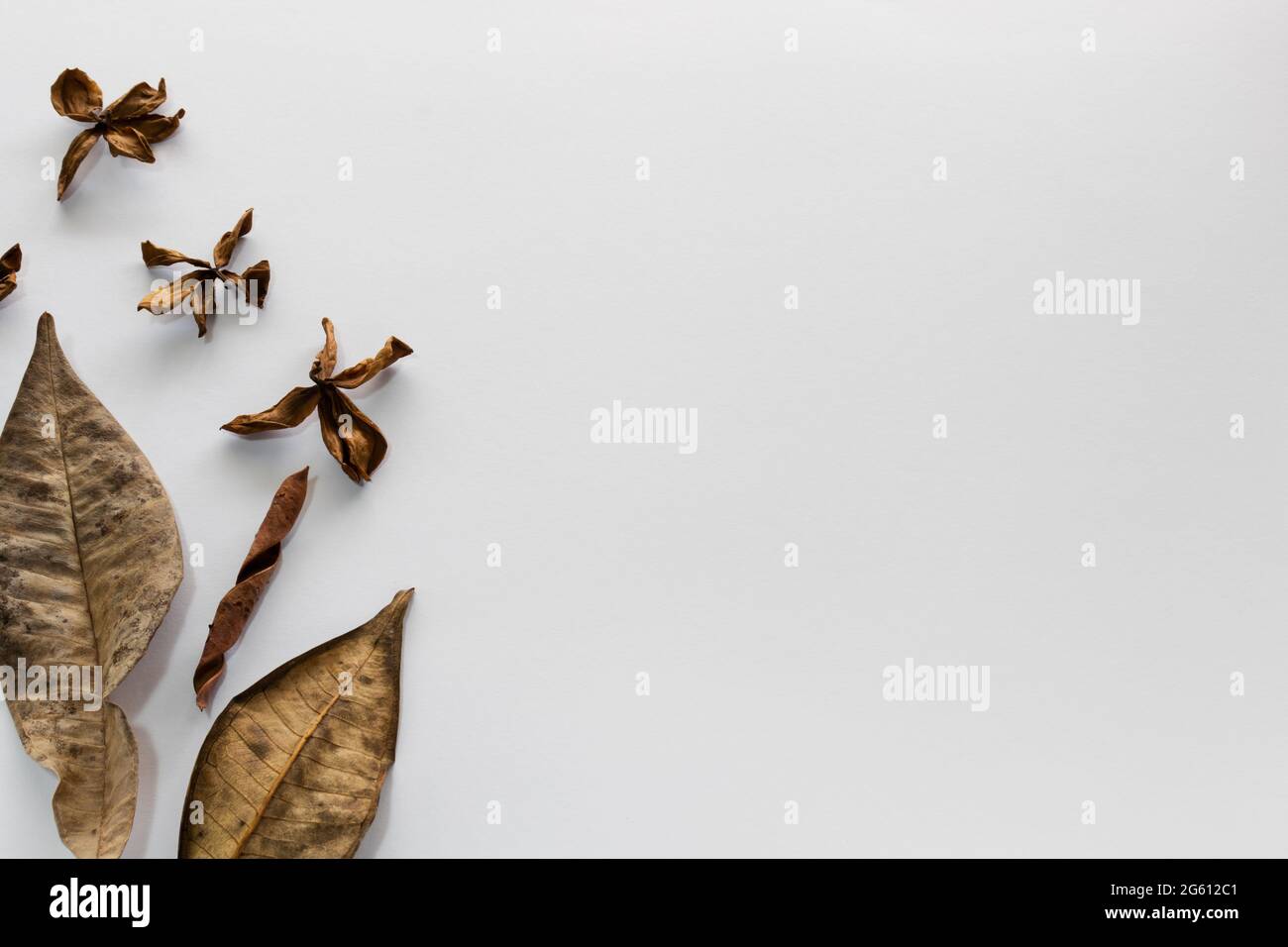 Dry tropical flowers and leaves. Floral herbarium Stock Photo