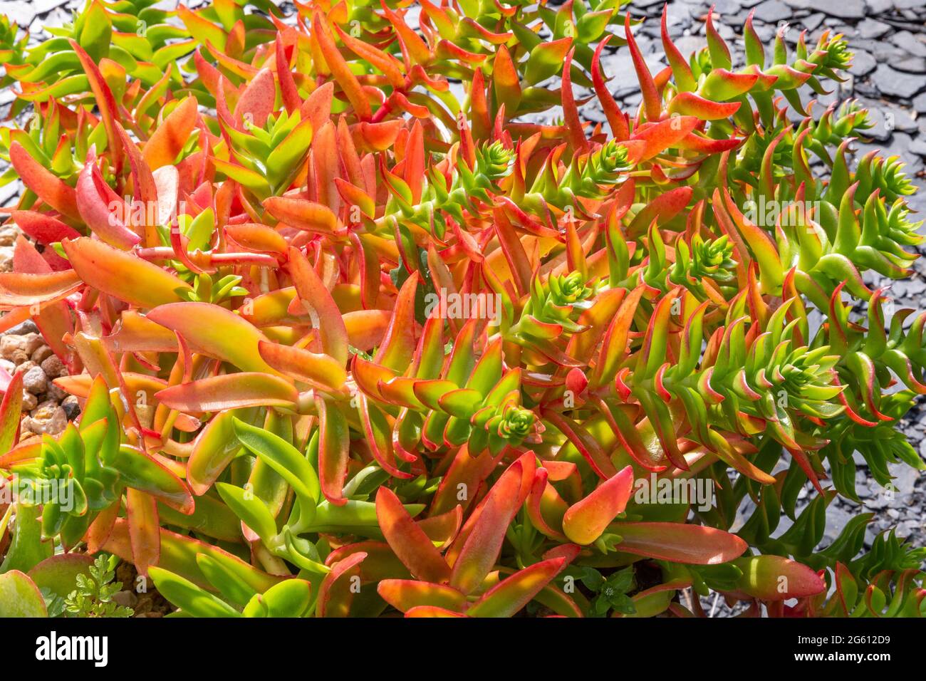 Nuds hi-res stock photography and images - Alamy