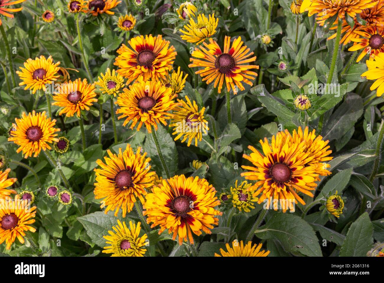 France, Ille et Vilaine, Corps Nuds, La Lande aux Pitois, Rocambole gardens, Artistic vegetable and botanical gardens in organic farming, A meeting between art and Nature, Rudbeckia Chim Chiminee or Rudbeckie bristly (Rudbeckia hirta), in flower Stock Photo