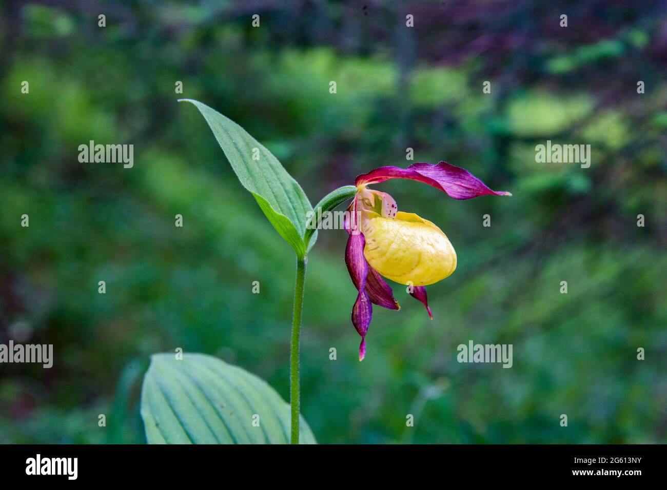 France, Savoie, Champagny-en-Vanoise, Lady's-slipper orchid (Cypripedium calceolus), in undergrowth in a natural reserve, protected region Stock Photo