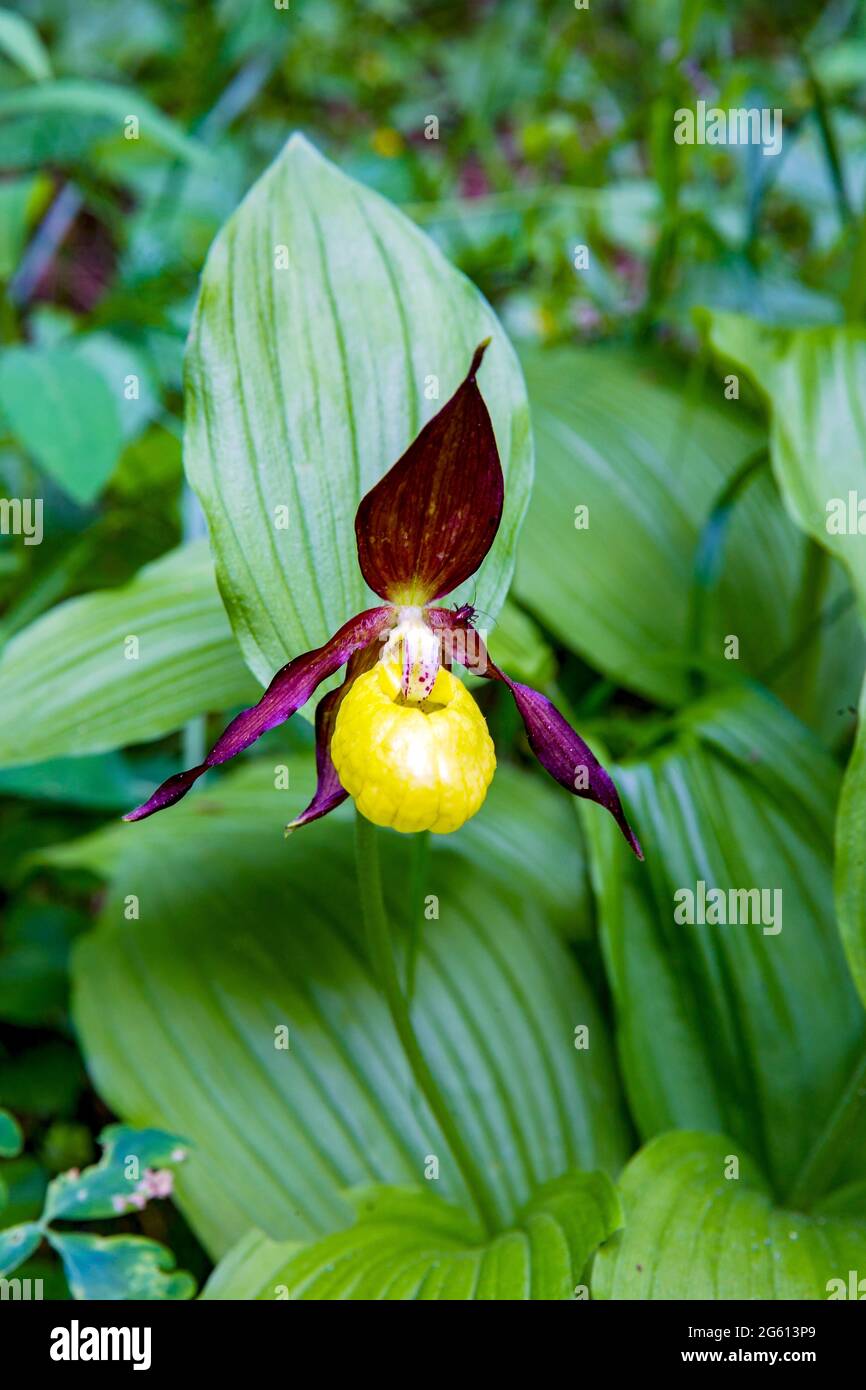 France, Savoie, Champagny-en-Vanoise, Lady's-slipper orchid (Cypripedium calceolus), in undergrowth in a natural reserve, protected region Stock Photo