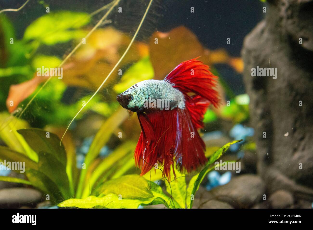 Deep red Dragon Betta fish with a teal body, in-home aquarium. Swimming to the top of the aquarium with floating plants Stock Photo