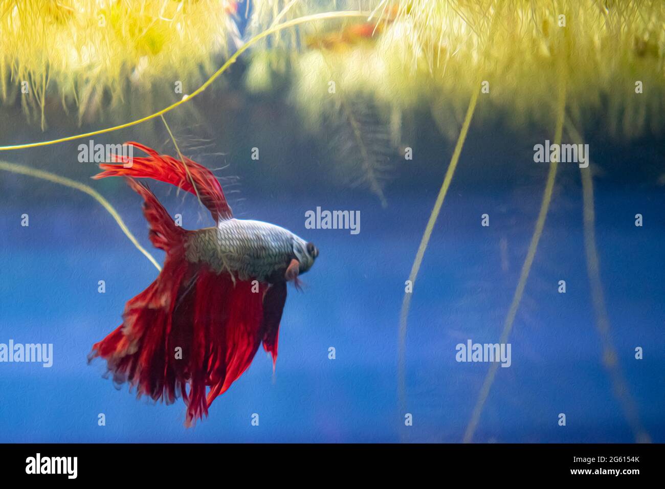 Deep red Dragon Betta fish with a teal body, in-home aquarium. Swimming to the top of the aquarium with floating plants Stock Photo