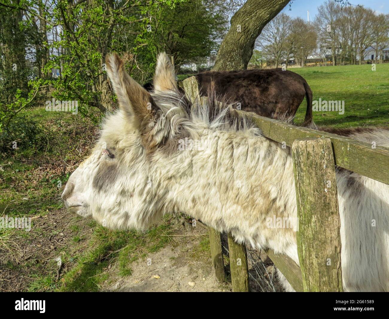 pretty donkey with his head through the fence Stock Photo - Alamy