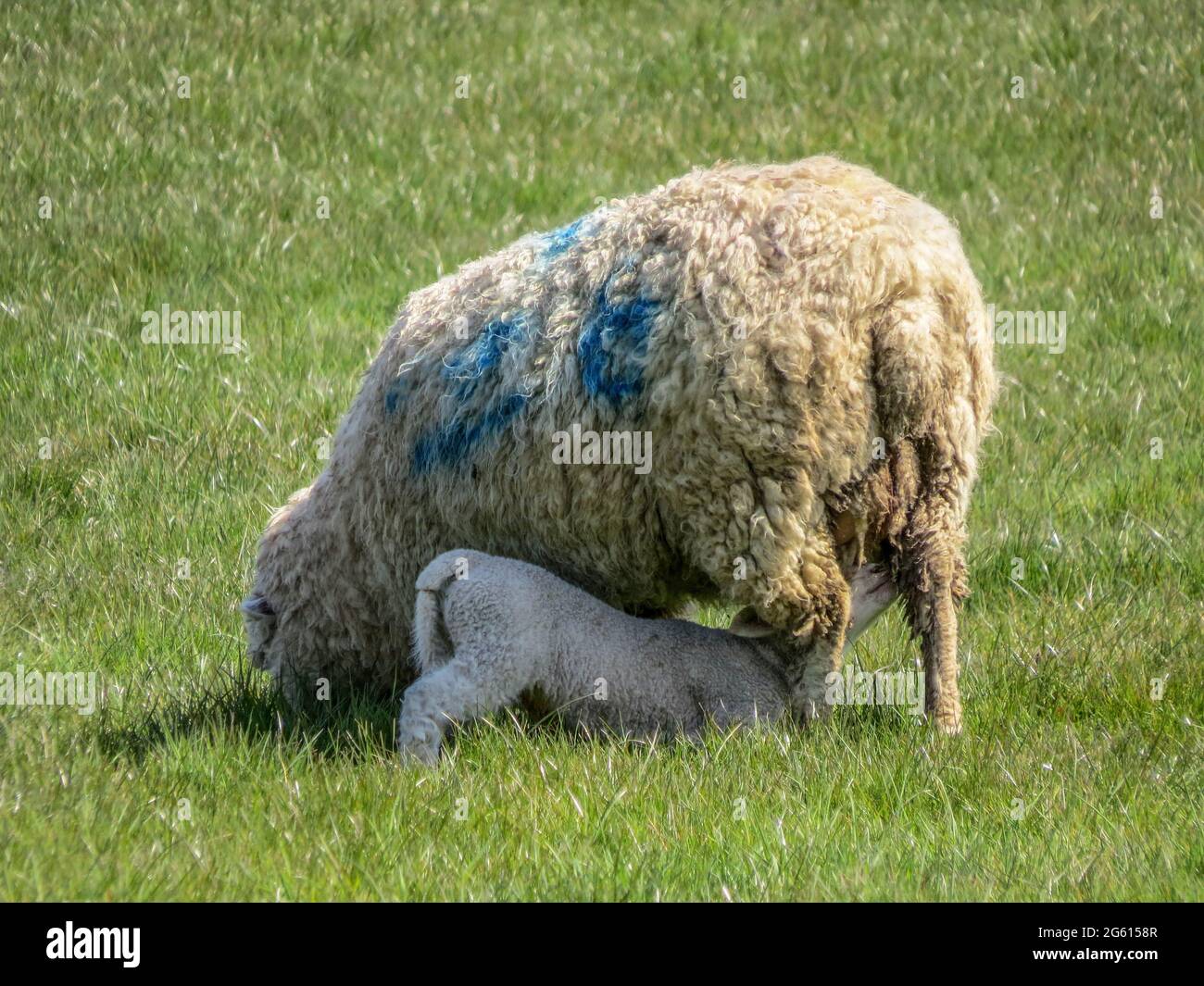 cute lamb feeding from its mother Stock Photo Alamy