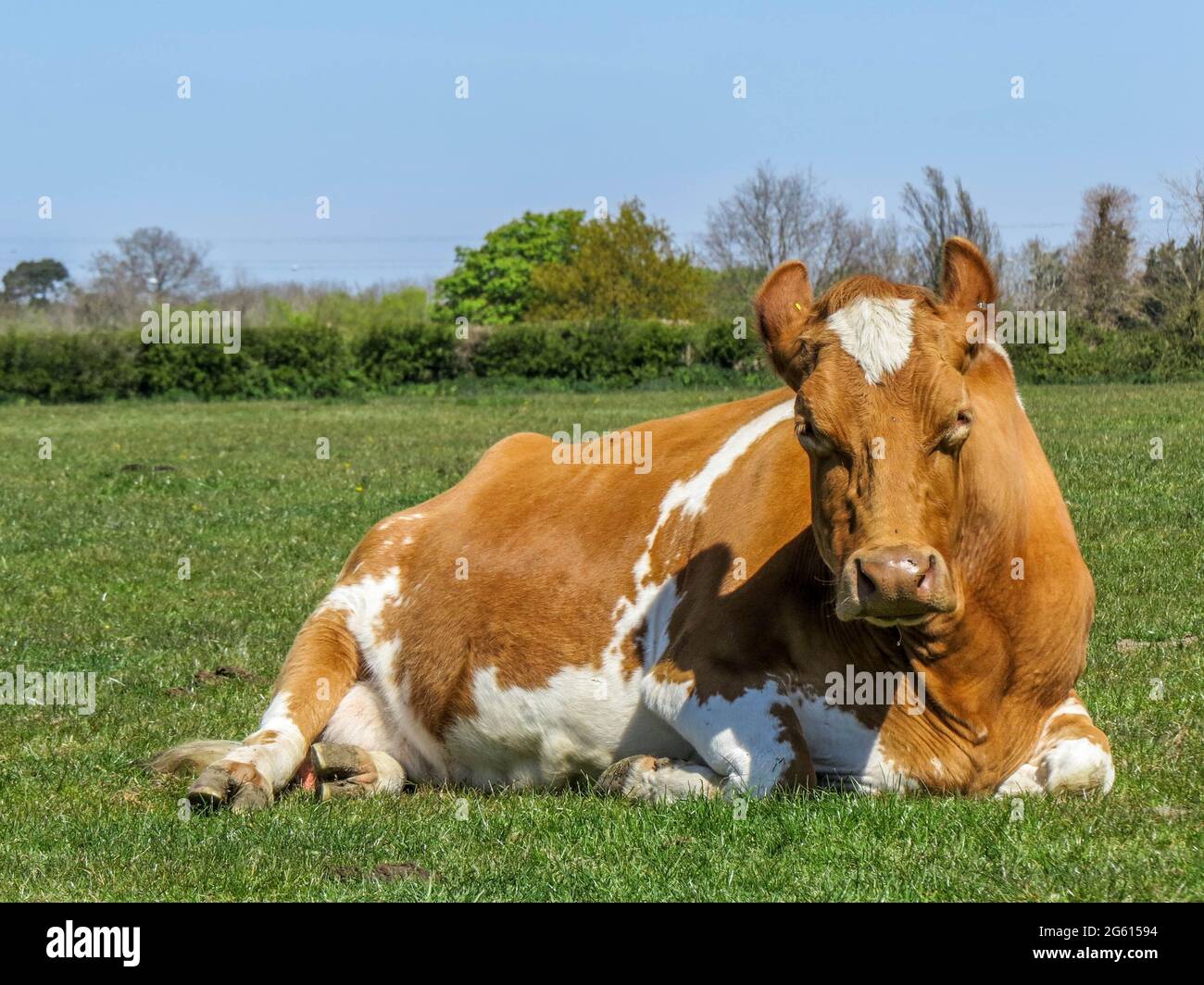 brown and white cow looking very cross Stock Photo