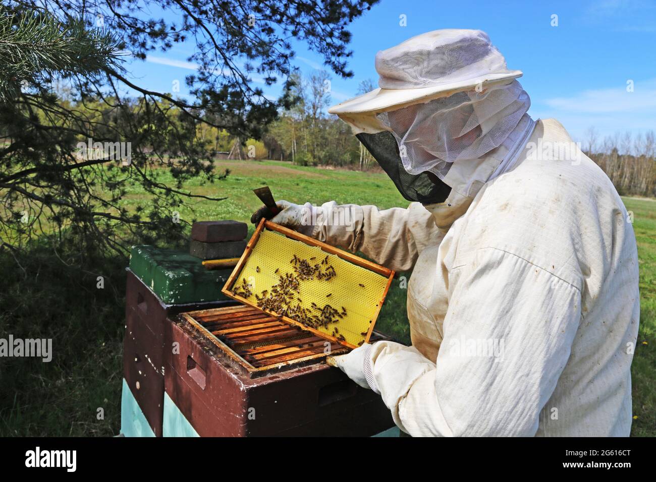 Beekeeper works on his beehive Stock Photo - Alamy