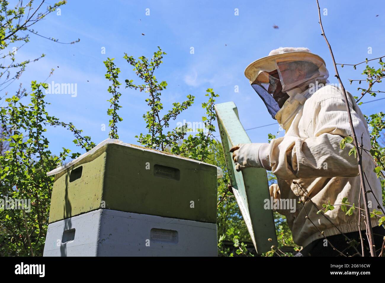 Beekeeper works on his beehive Stock Photo - Alamy