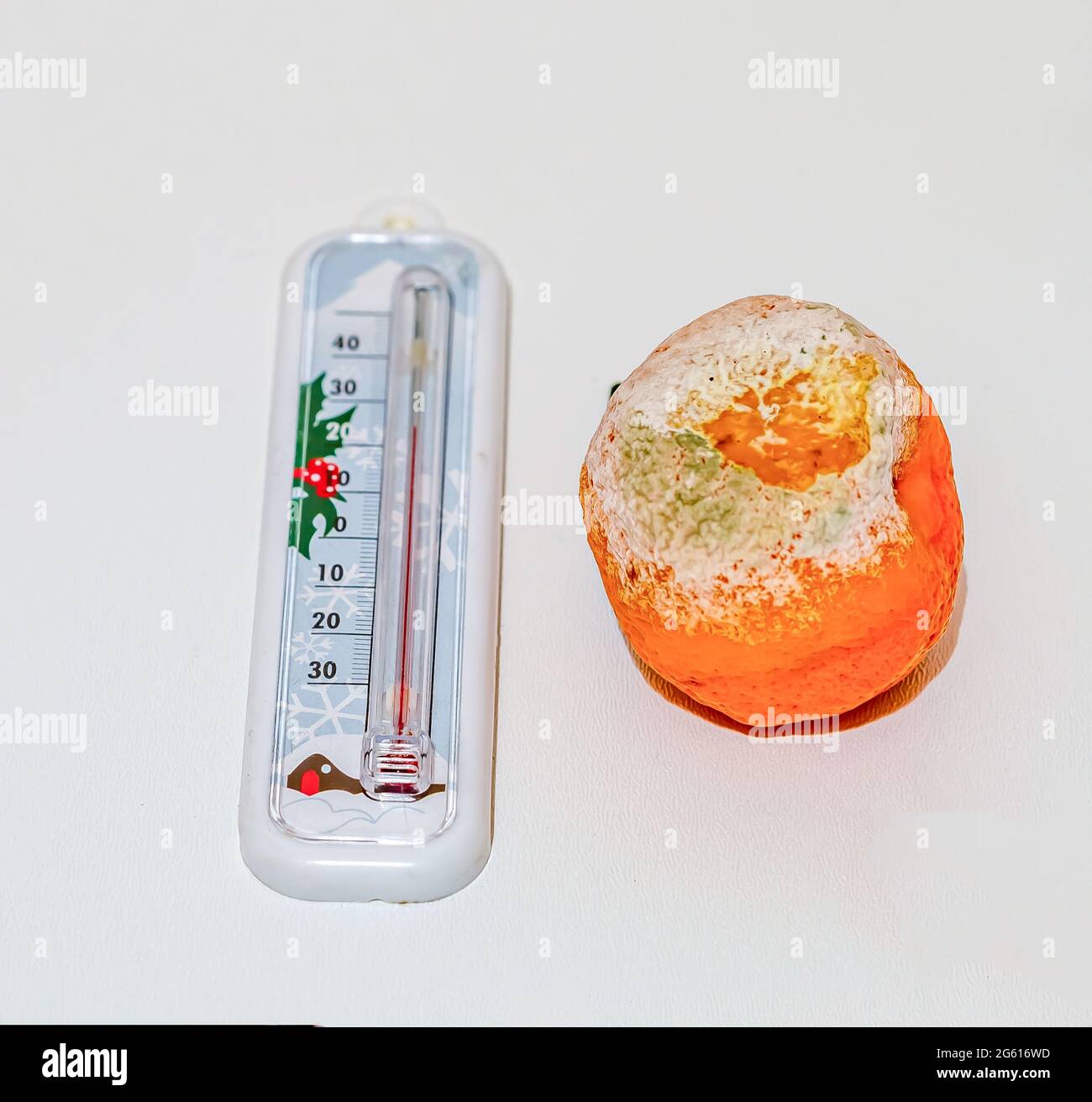 Old and bad orange next to a thermometer, on a white surface Stock Photo