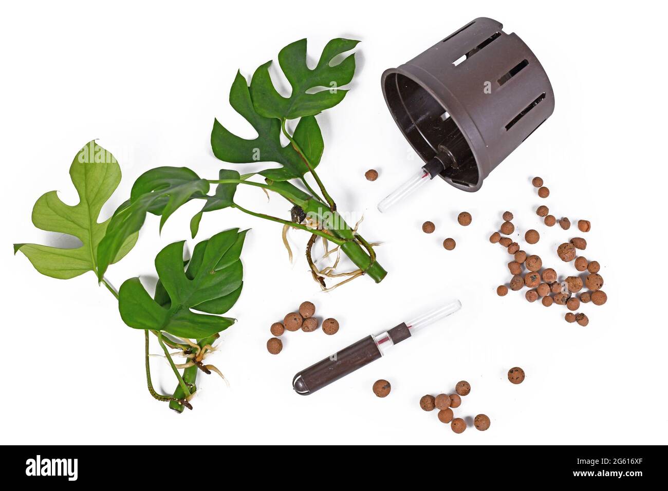 Tools for keeping houseplants in passive hydroponics system without soil with water level indicators, expanded clay leca ball pellets, rooted plant cu Stock Photo
