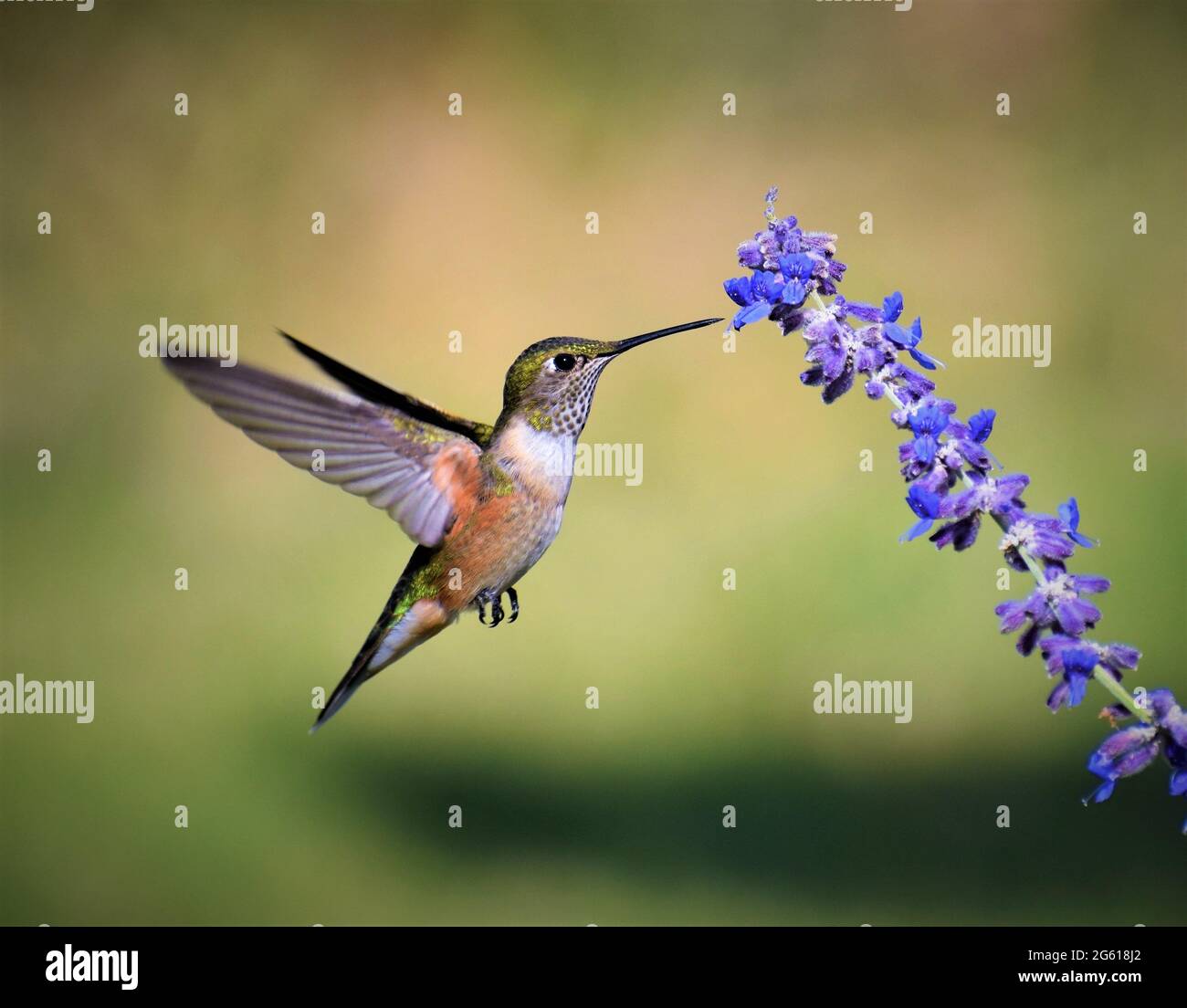 Female Rufous humming bird feeding on a russian sage plant. Taken in ...