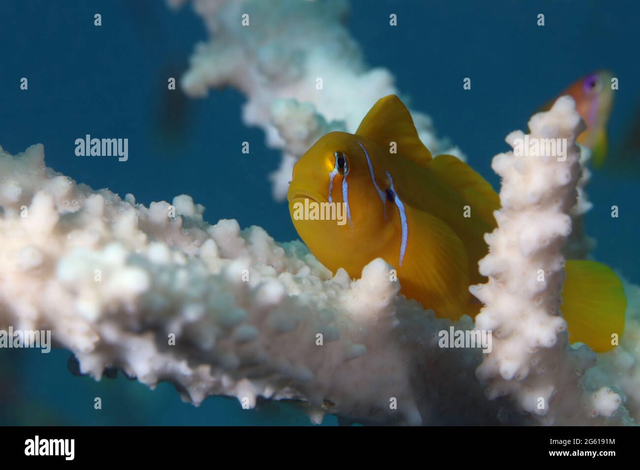 Gobiodon citrinus. Underwater word of the Red Sea. Photo was taken in Makadi Bay, Hurghada, Egypt Stock Photo