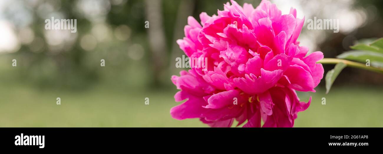 pink peony flower head in full bloom on a background of blurred green ...