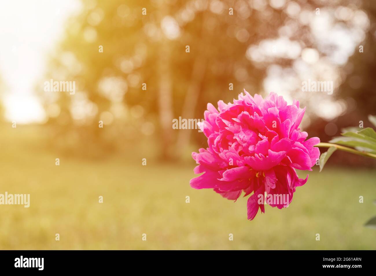 pink peony flower head in full bloom on a background of blurred green ...
