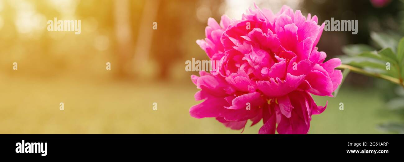 pink peony flower head in full bloom on a background of blurred green ...