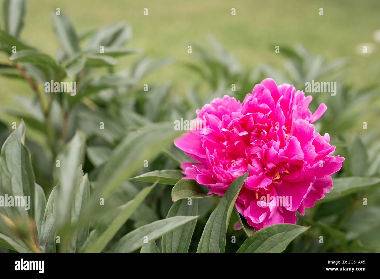 pink peony flower head in full bloom on a background of green leaves ...