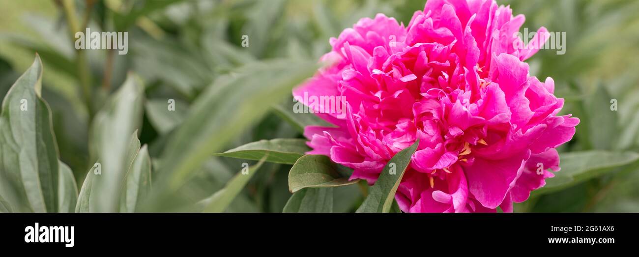pink peony flower head in full bloom on a background of green leaves ...