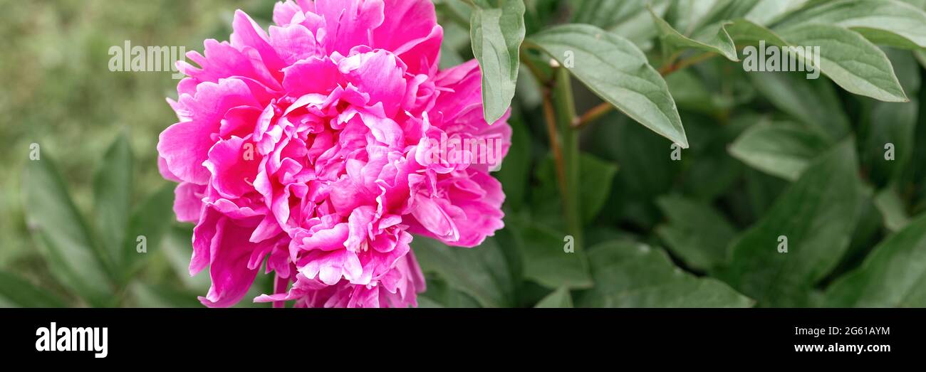 pink peony flower head in full bloom on a background of green leaves ...