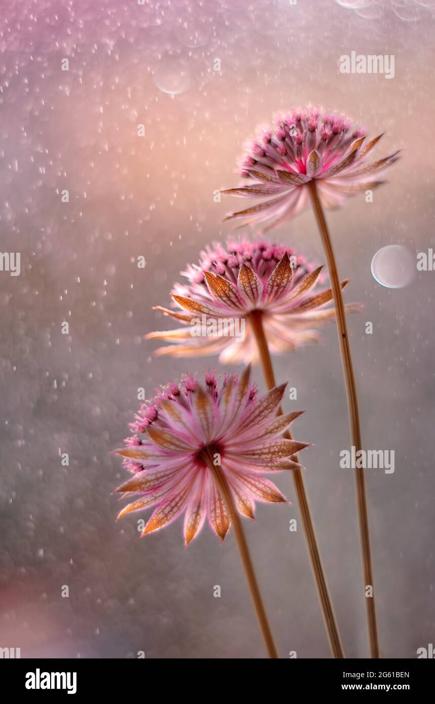 Astrantia macro flowers in dew with blurry background Stock Photo - Alamy