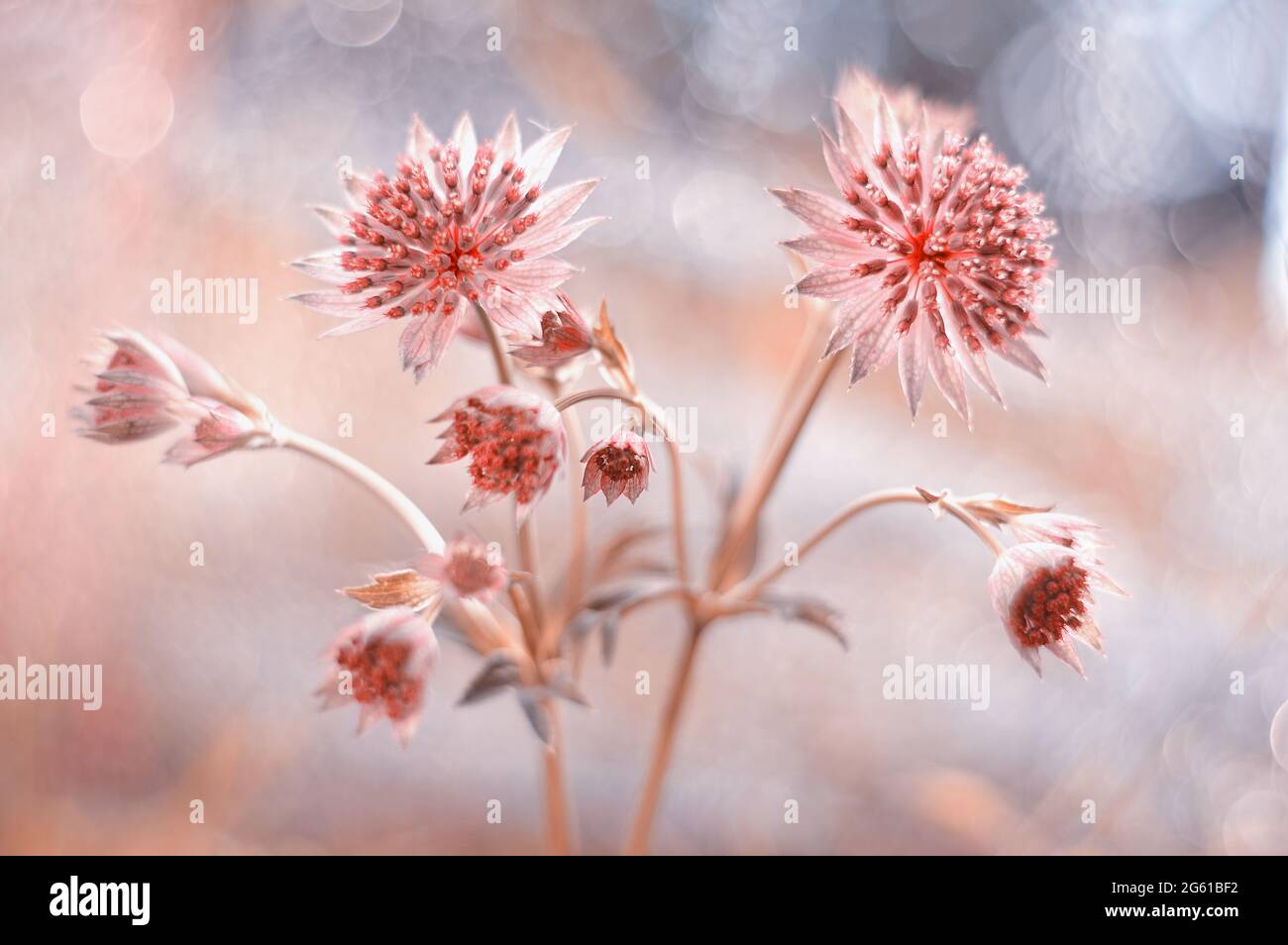Astrantia macro flowers in dew with blurry background Stock Photo - Alamy