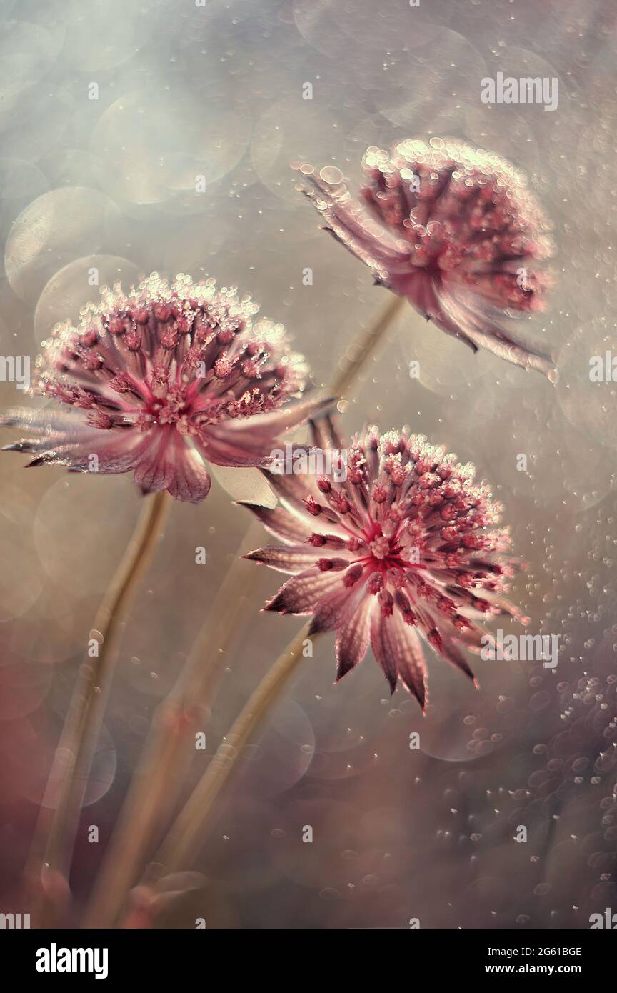 Astrantia macro flowers in dew with blurry background Stock Photo