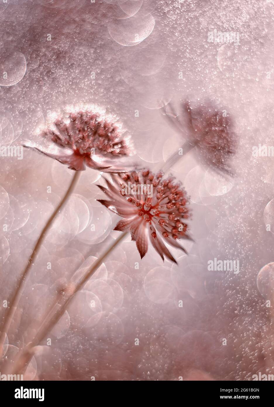 Astrantia macro flowers in dew with blurry background Stock Photo - Alamy