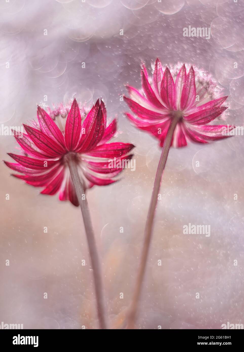 Astrantia macro flowers in dew with blurry background Stock Photo