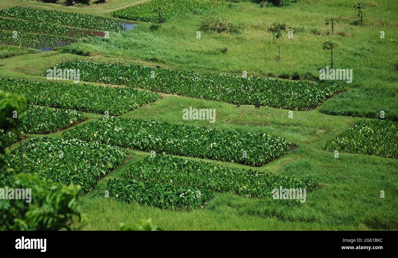 Agricultural farmland in Maui Hawaii's fields Stock Photo Alamy