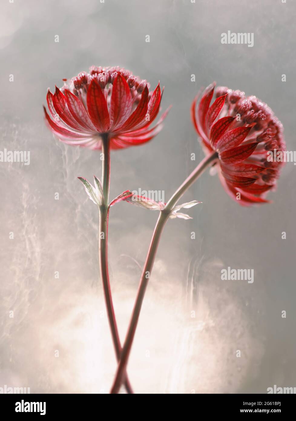 Macro flowers ( Astrantia Star of fire ) . Red flowers on a pastel bokeh background. Blurry light background. Flowers in dew drops Stock Photo
