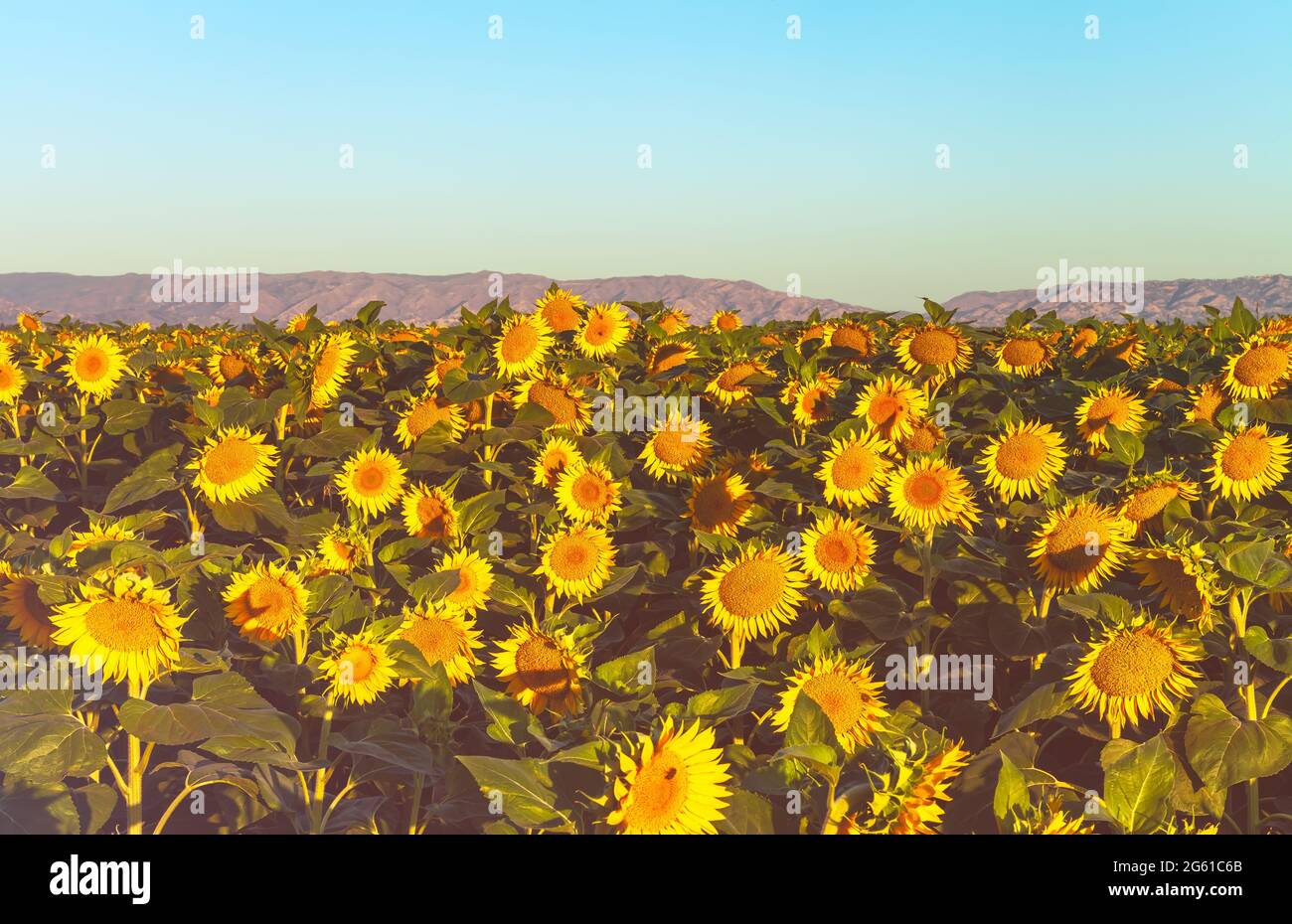 Field of blooming sunflowers at early morning in California Central ...
