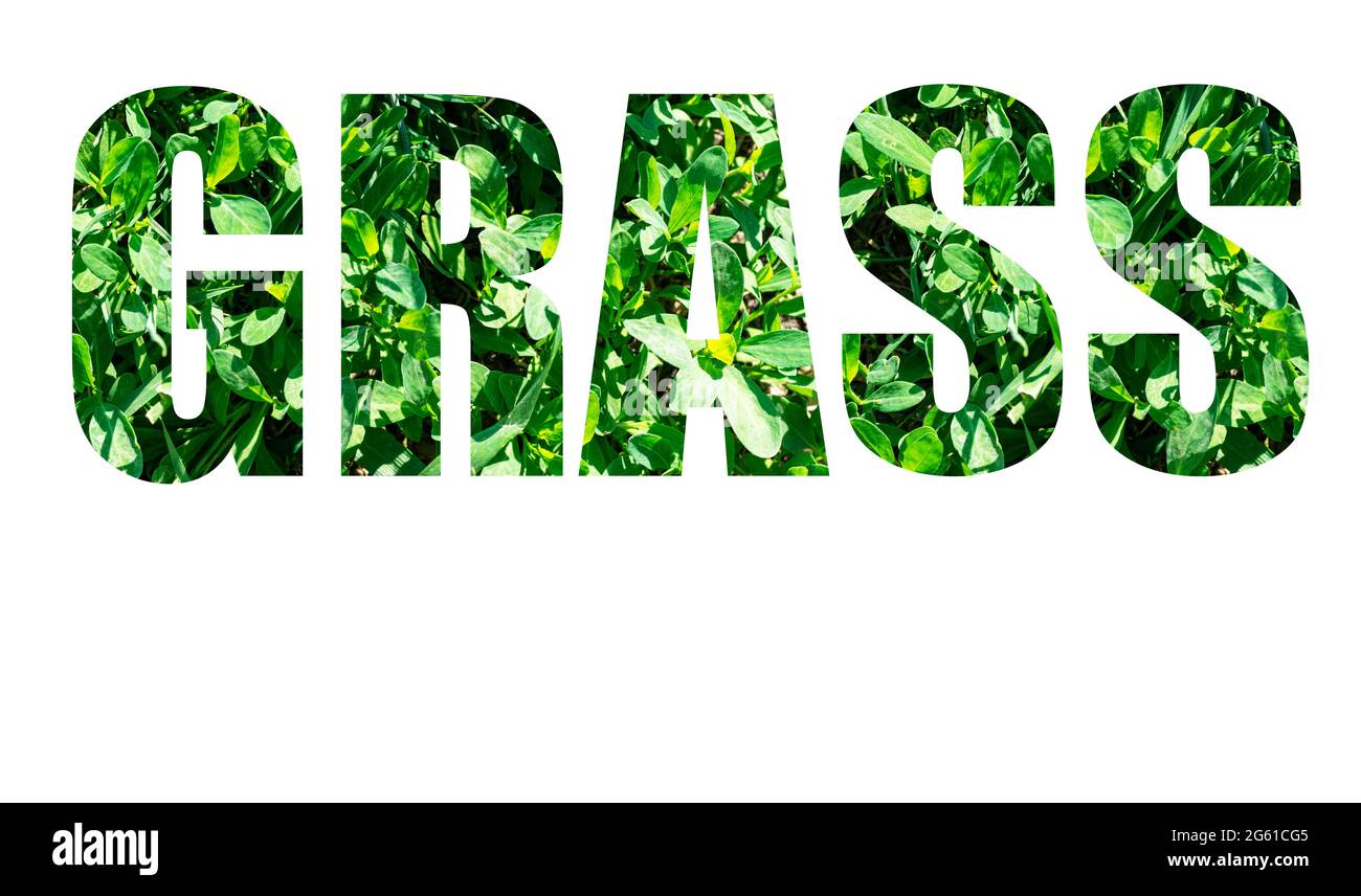 the-word-grass-from-green-grass-isolated-on-white-background-elements