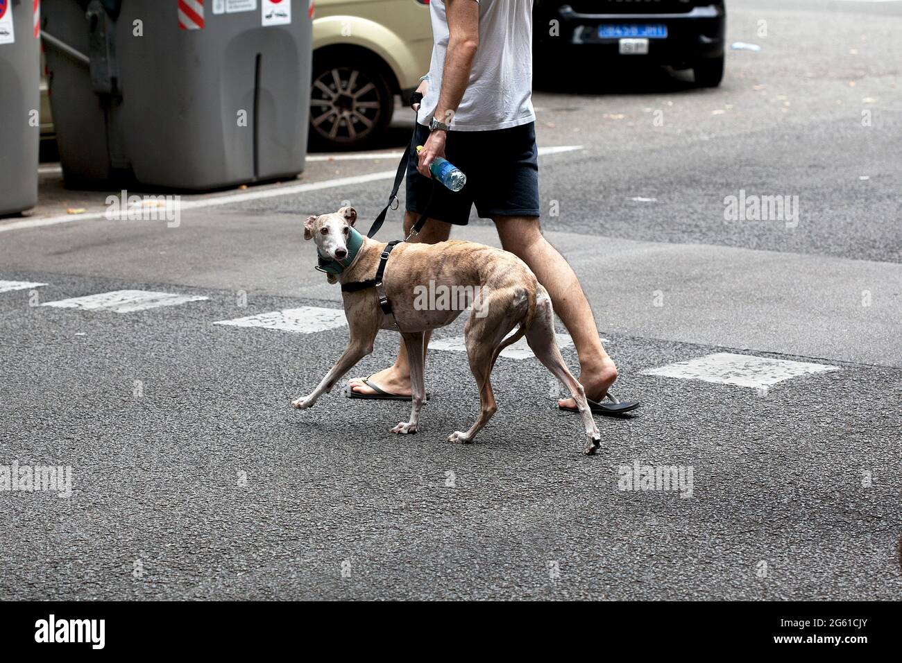 Greyhound looking over his shoulder as he crosses the street, Barcelona, Spain. Stock Photo