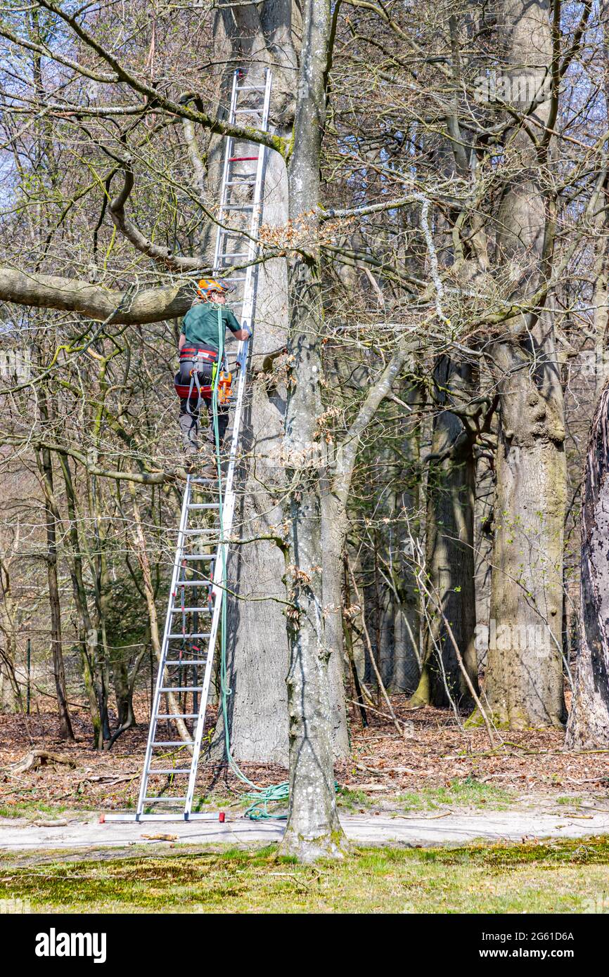 Ladder leaned on a tree hi-res stock photography and images - Alamy