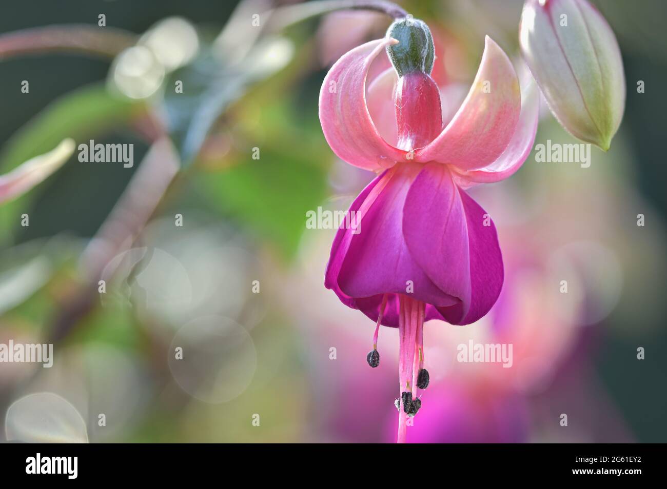 Pink fuchsia flower close-up macro with soft bokeh background Stock Photo