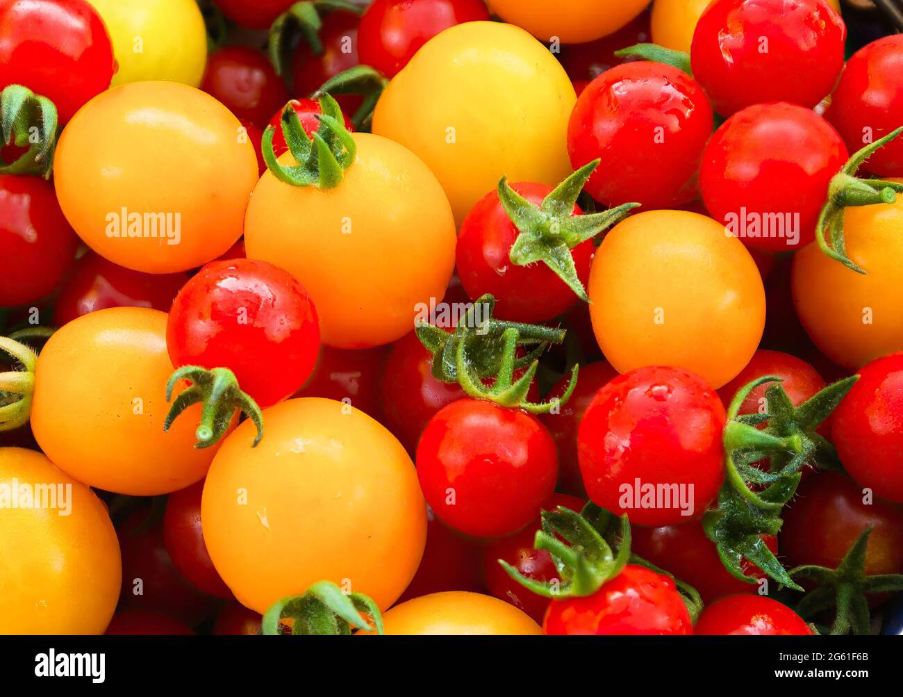 Yellow and red fresh cherry tomatoes Stock Photo