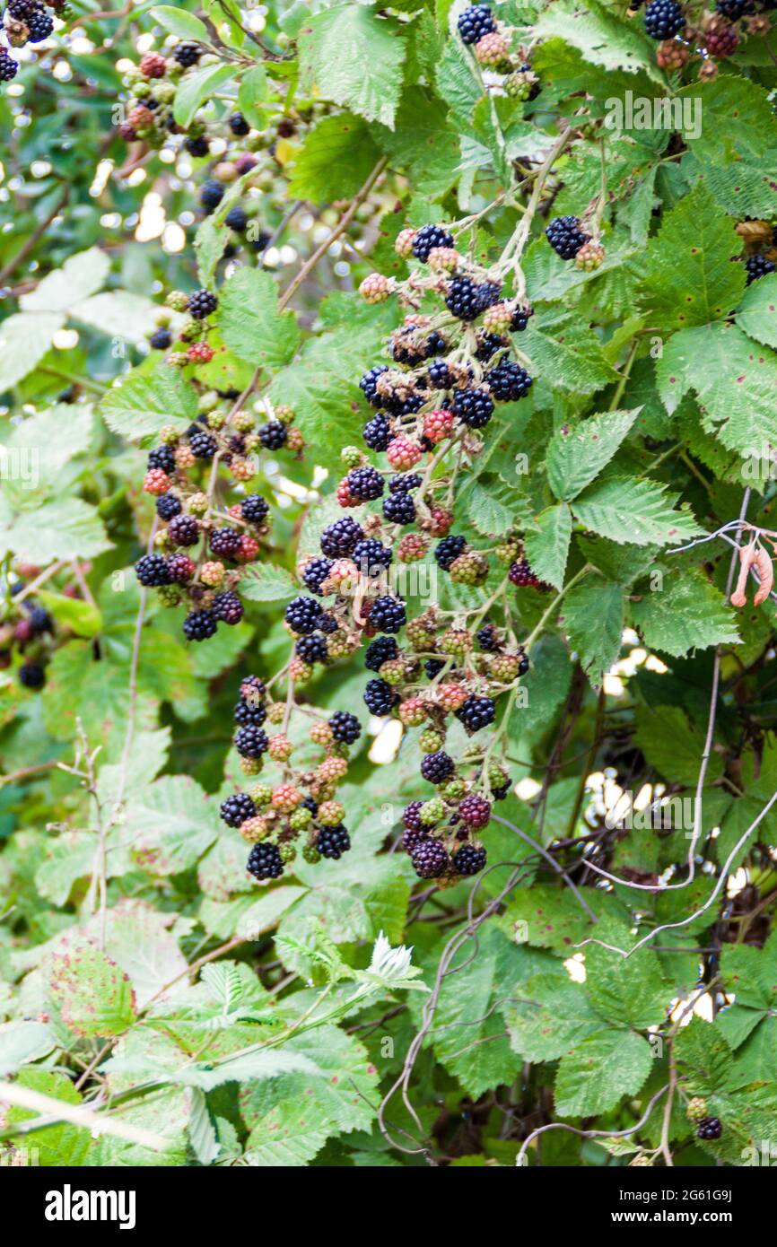 Blackberry bush near Frutillar village, Chile Stock Photo Alamy