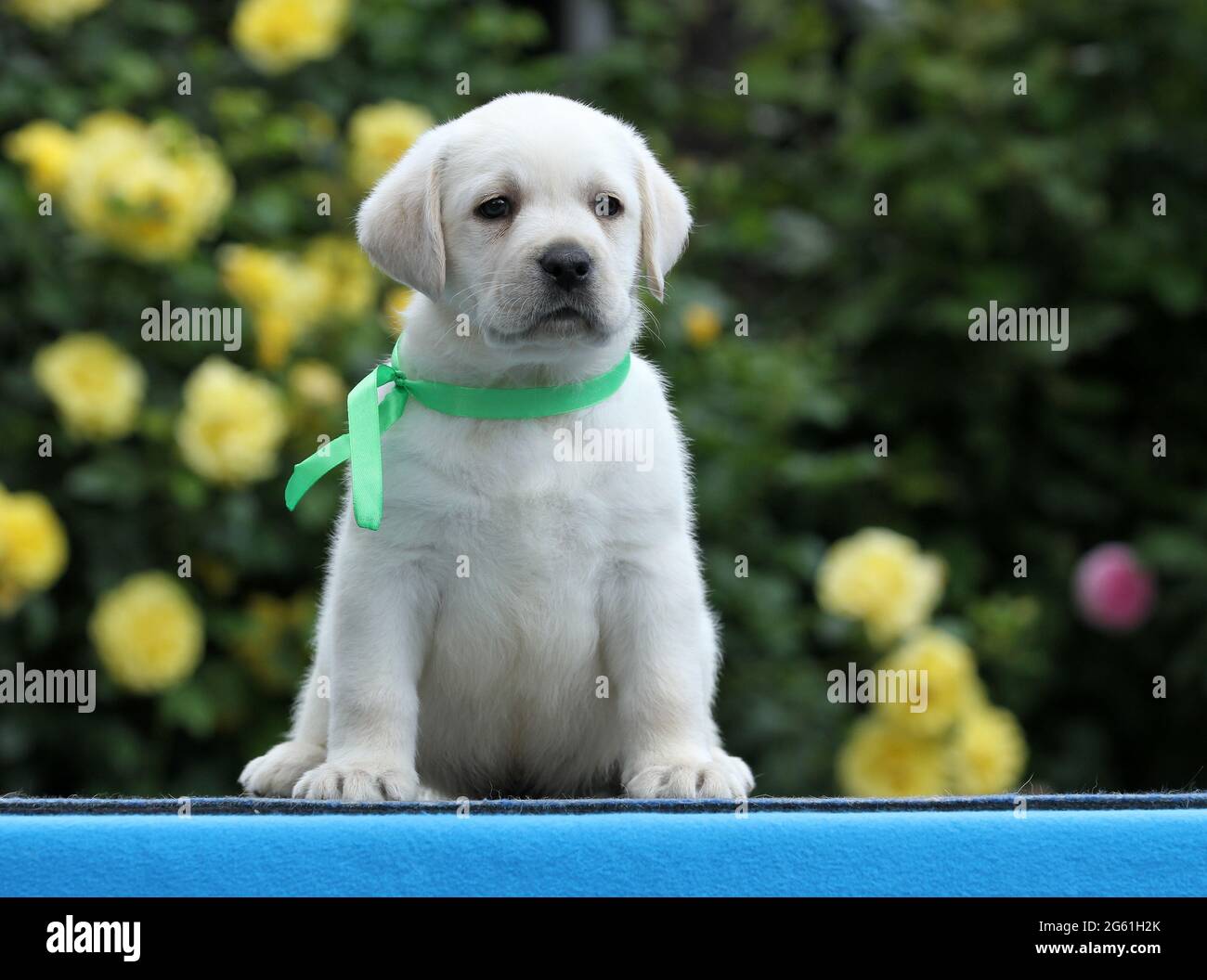 sweet yellow labrador puppy on the blue background Stock Photo - Alamy