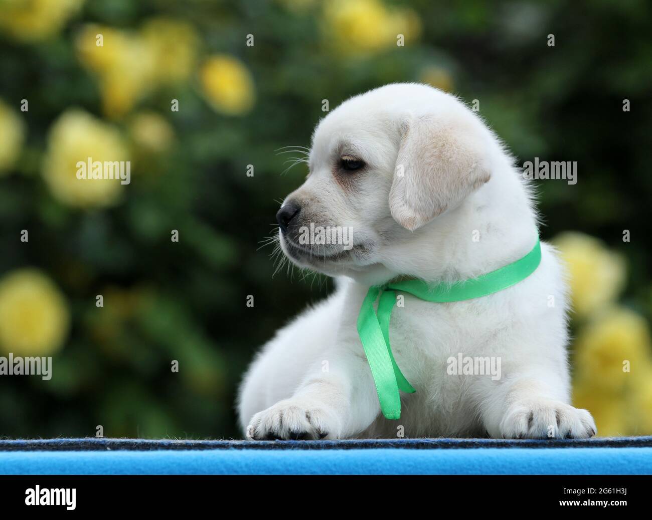 the sweet yellow labrador puppy on the blue background Stock Photo - Alamy