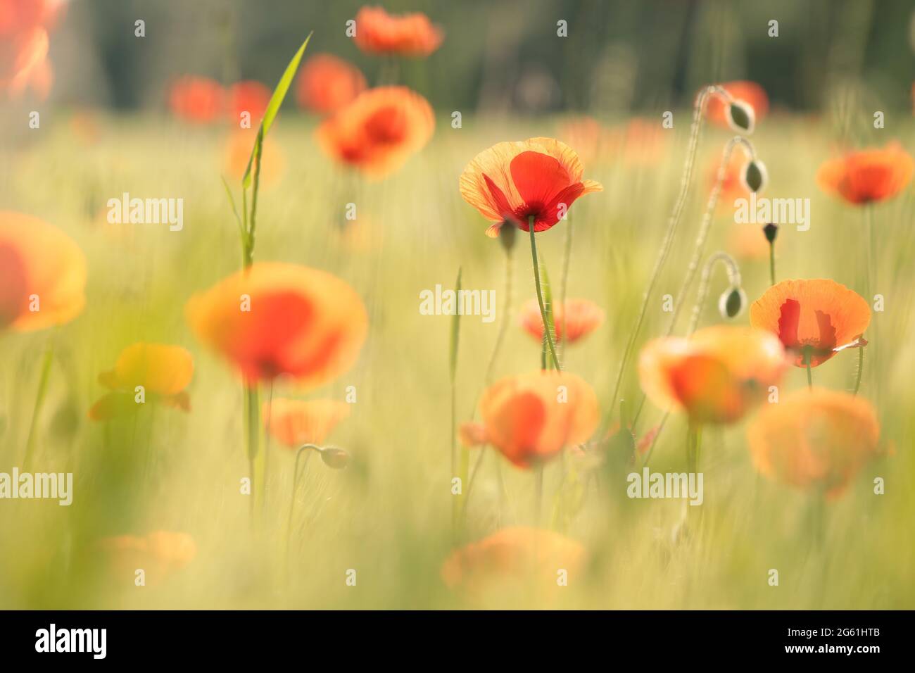 Poppies flower landscape spring hi-res stock photography and images - Alamy