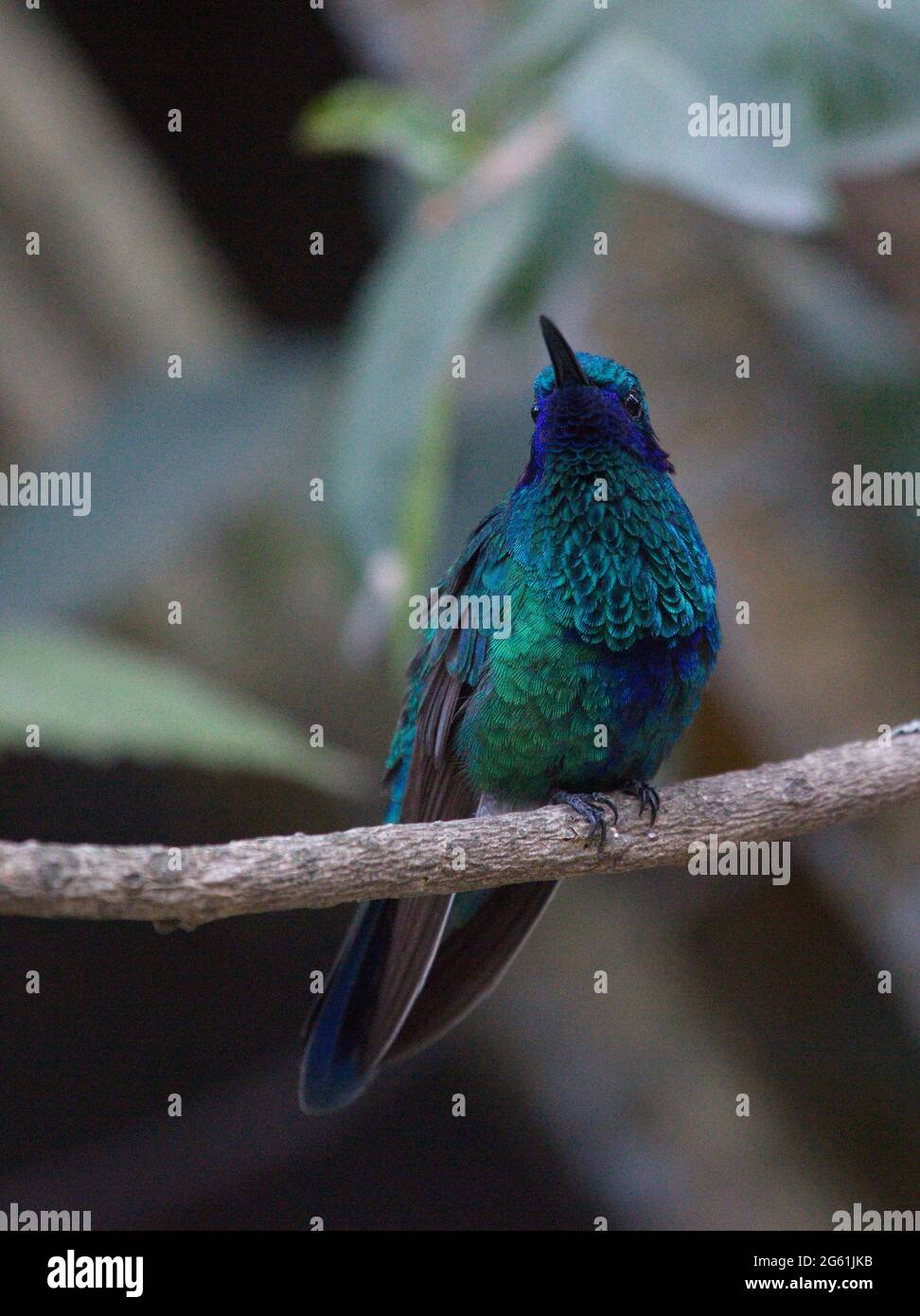 Closeup of Blue Green Hummingbird (Trochilidae) perching on branch Otavalo, Ecuador Stock Photo